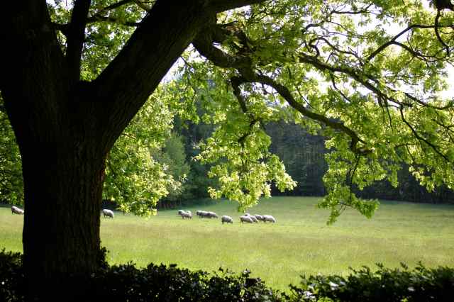 Sheep and oak tree