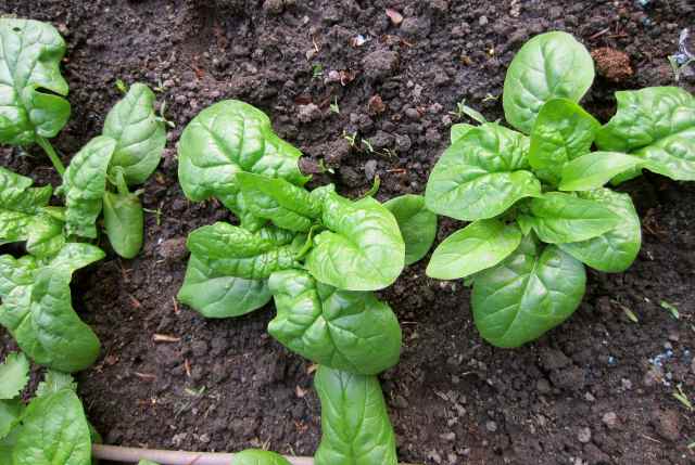 spinach growing