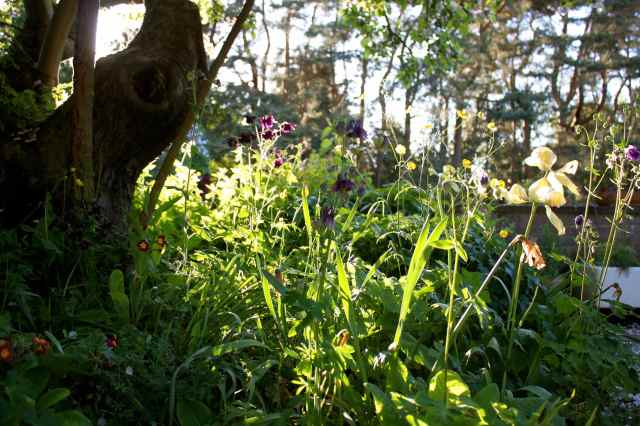 Sun beside the apple tree