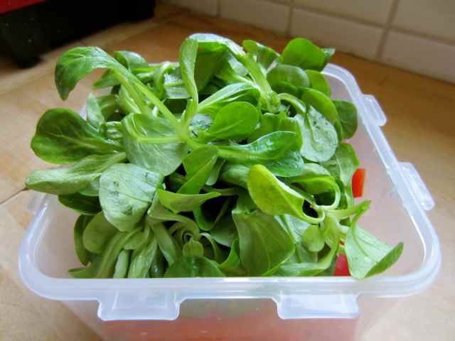 topped with lamb's lettuce