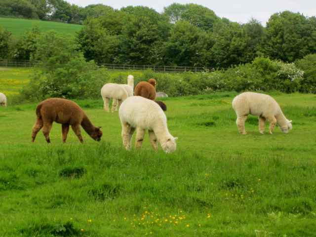 Alpacas in field