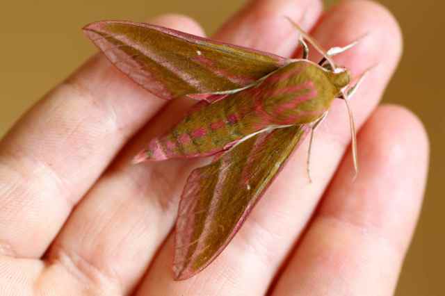 Elephant's Hawk Moth