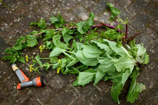 huge beetroot and cabbage plants