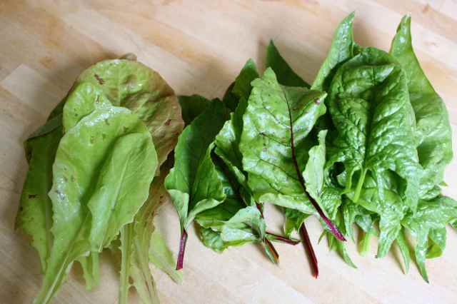 Making salad 9-6-13 4