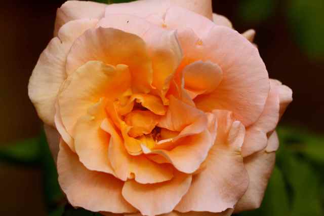 orange rose 3