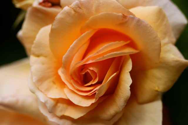 orange rose