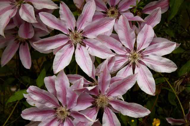 pink and white clematis
