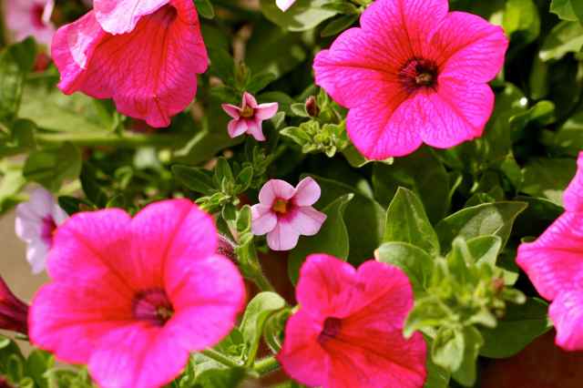 pink petunias