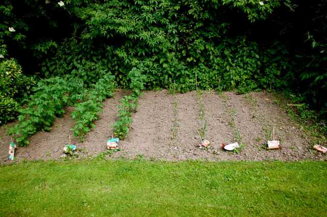 potatoes and onions June 2013