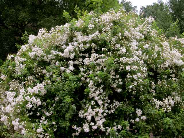 Apple tree and white roses
