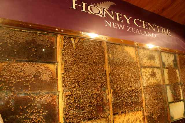 Bees in Honey Centre