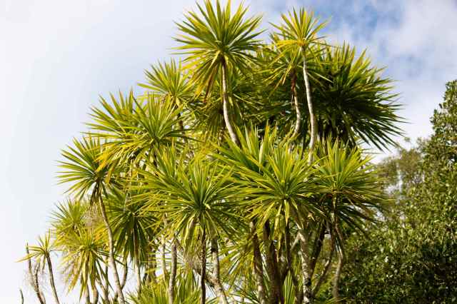 Cabbage Trees