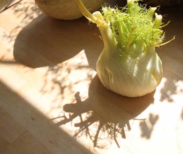 Fennel and shadow