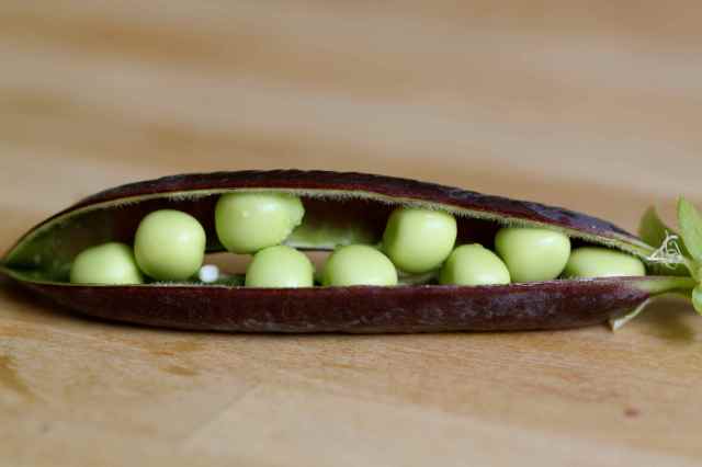 green peas purple pod