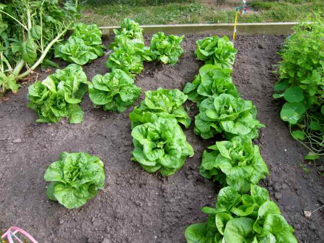 Lettuces in veg patch