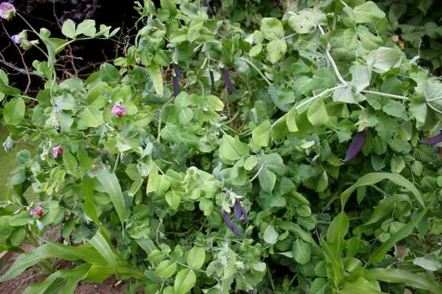 peas beside sweetcorn