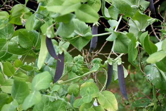 peas on stalks