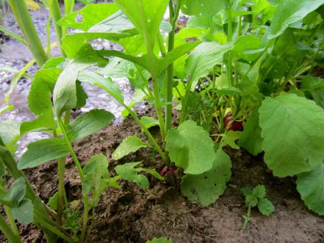 radishes in sweetcorn