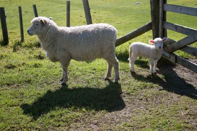 Sheep and lamb