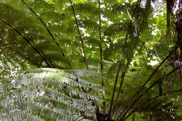 tree fern