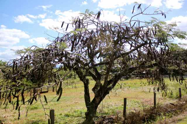 Carob Tree