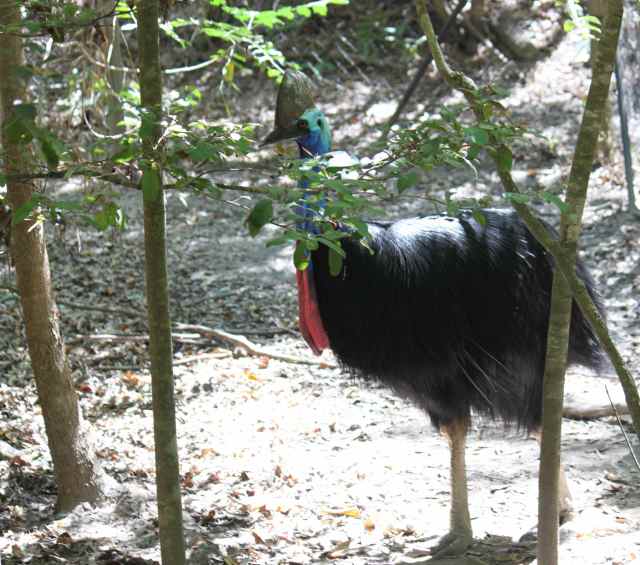 Cassowary 1