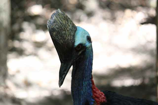Cassowary head crown