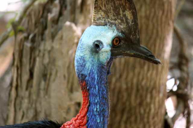 Cassowary head