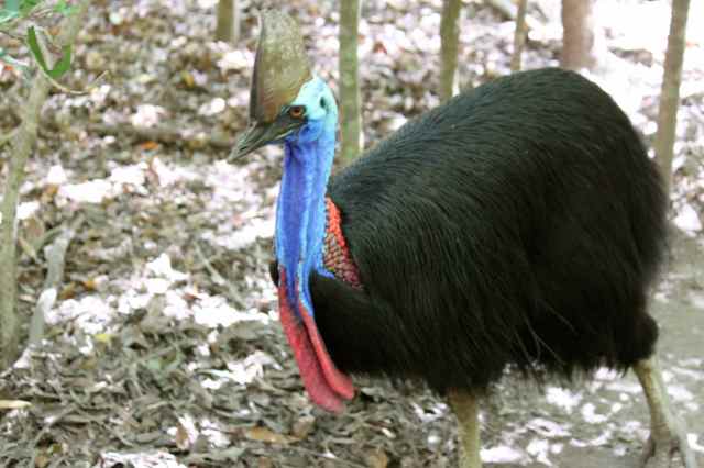 Cassowary