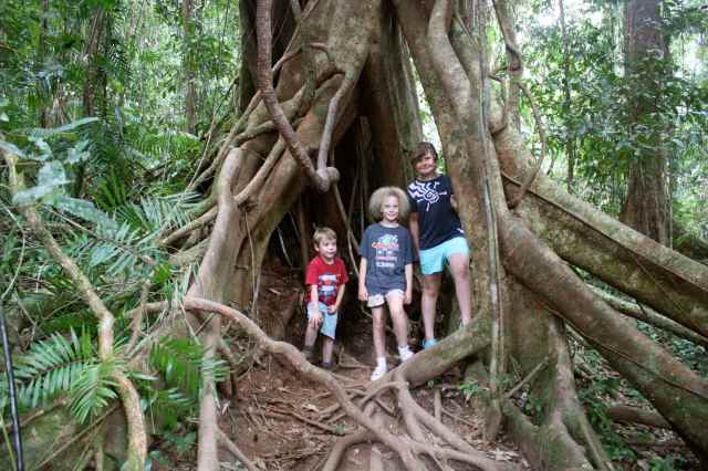 children in buttress roots