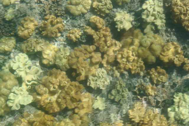 coral from boat
