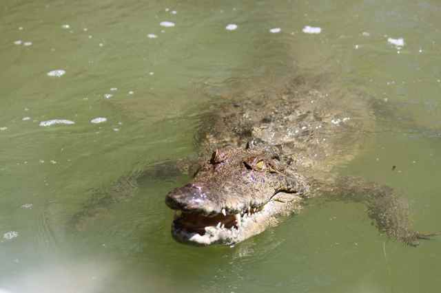 croc in water