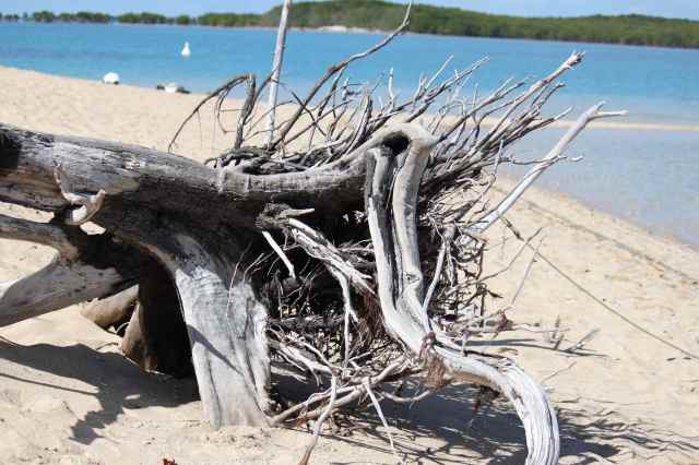 driftwood