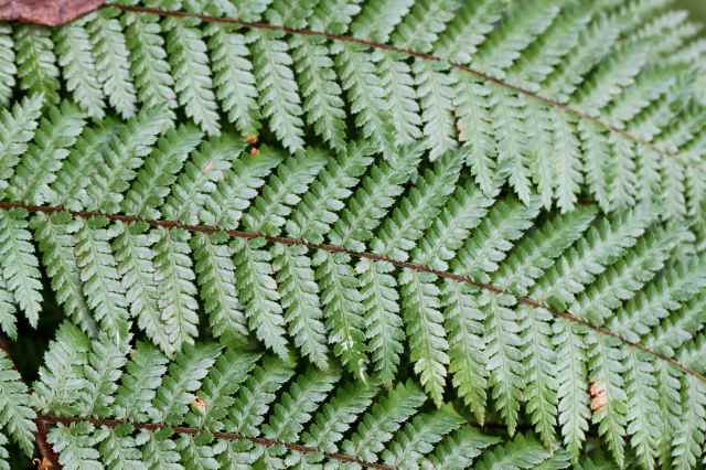 fern 1