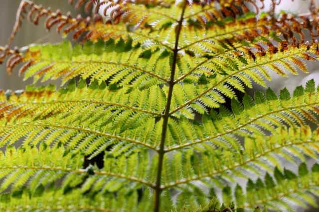 fern 2
