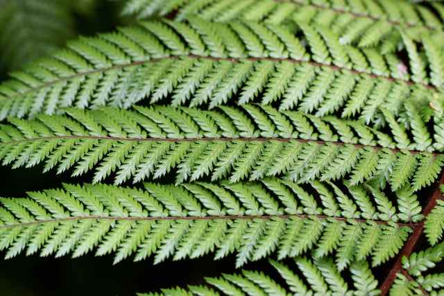 fern 3