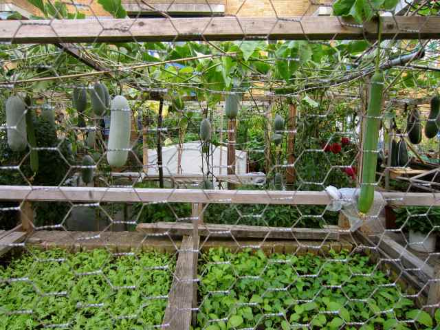 gourd garden
