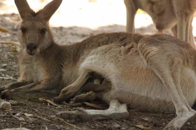 Kangaroo and Joey