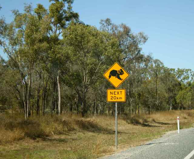 koala sign