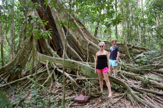 L and H by buttress roots