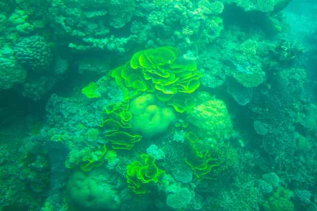 Lettuce coral