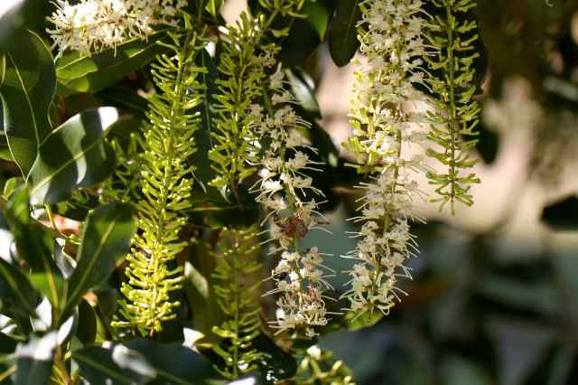 macadamia flowers