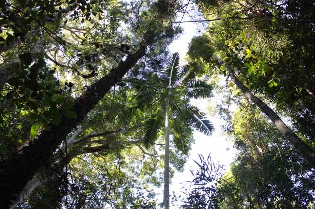 Noosa trees