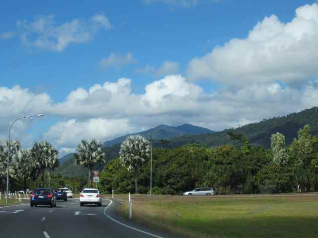 palm trees to Cairns