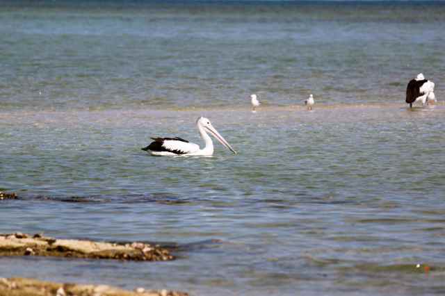 Pelicans 1