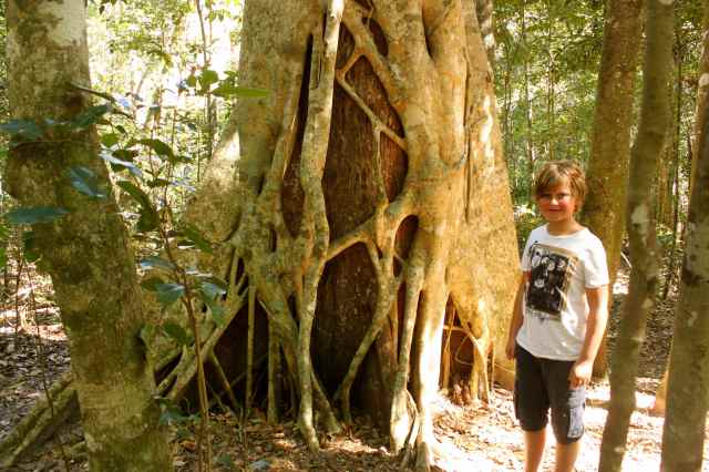 strangler fig 2
