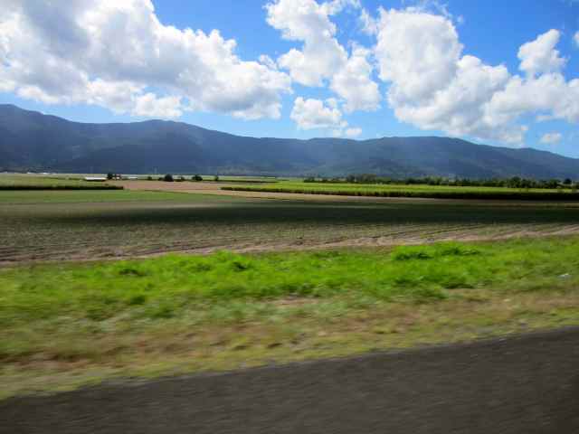 sugar cane and mountains