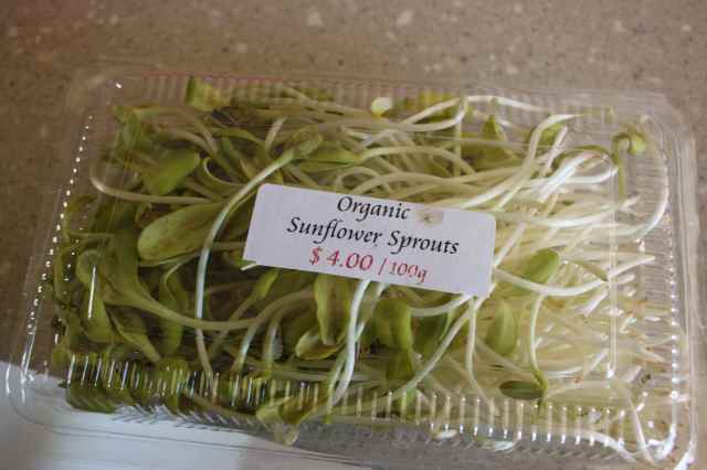 sunflower sprouts 1