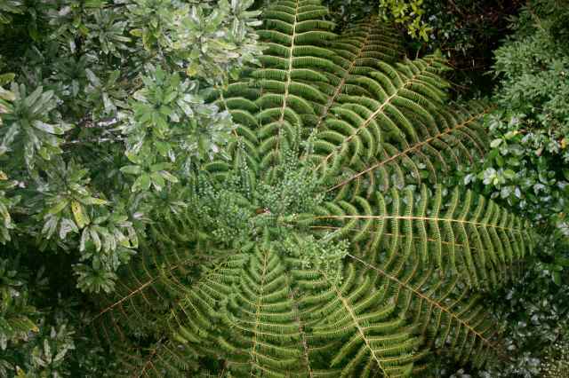 Tree fern from above