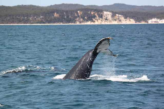 whale tail 3